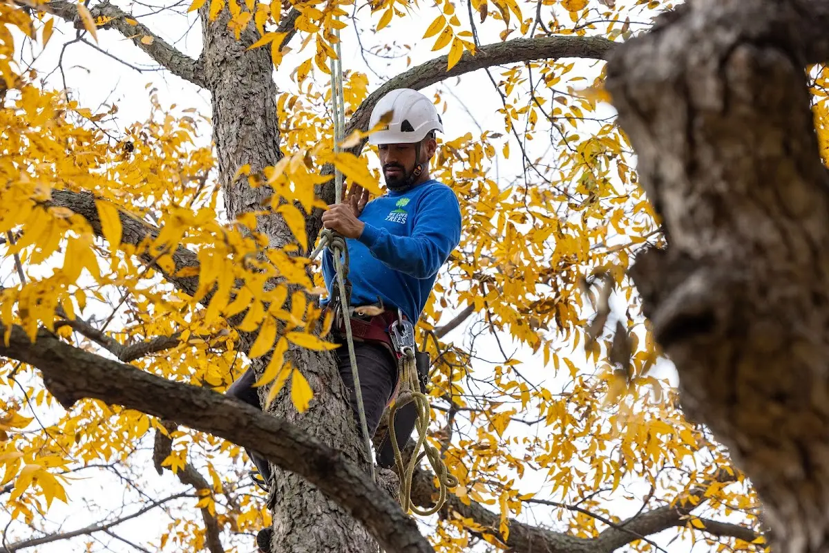 Skilled Storm Damage Cleanup crew working in Dewy Rose