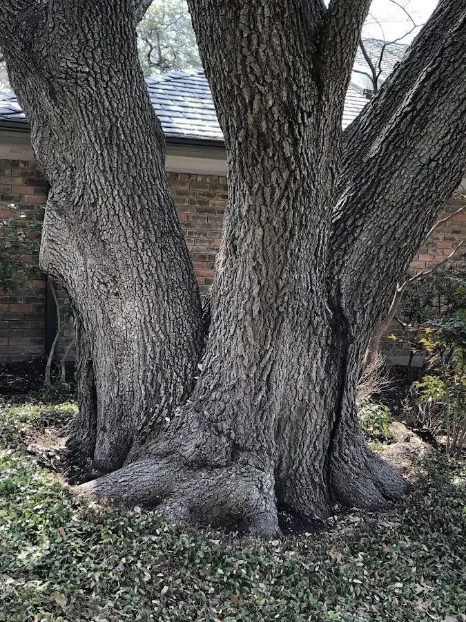 Mature heritage tree close to a Dewy Rose property cared for by certified arborists