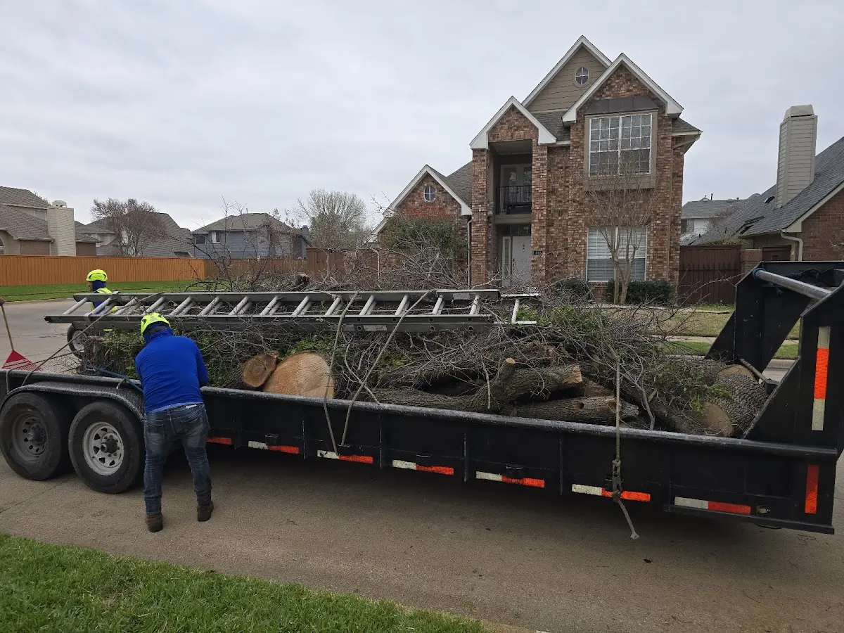Expert Tree Pest Control with proper safety equipment in Dewy Rose